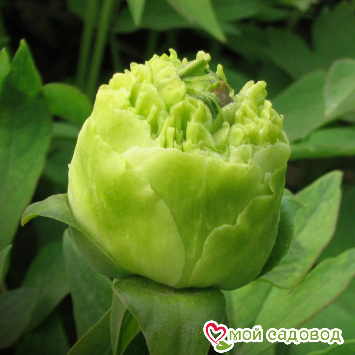 Пион Зеленые Бобы