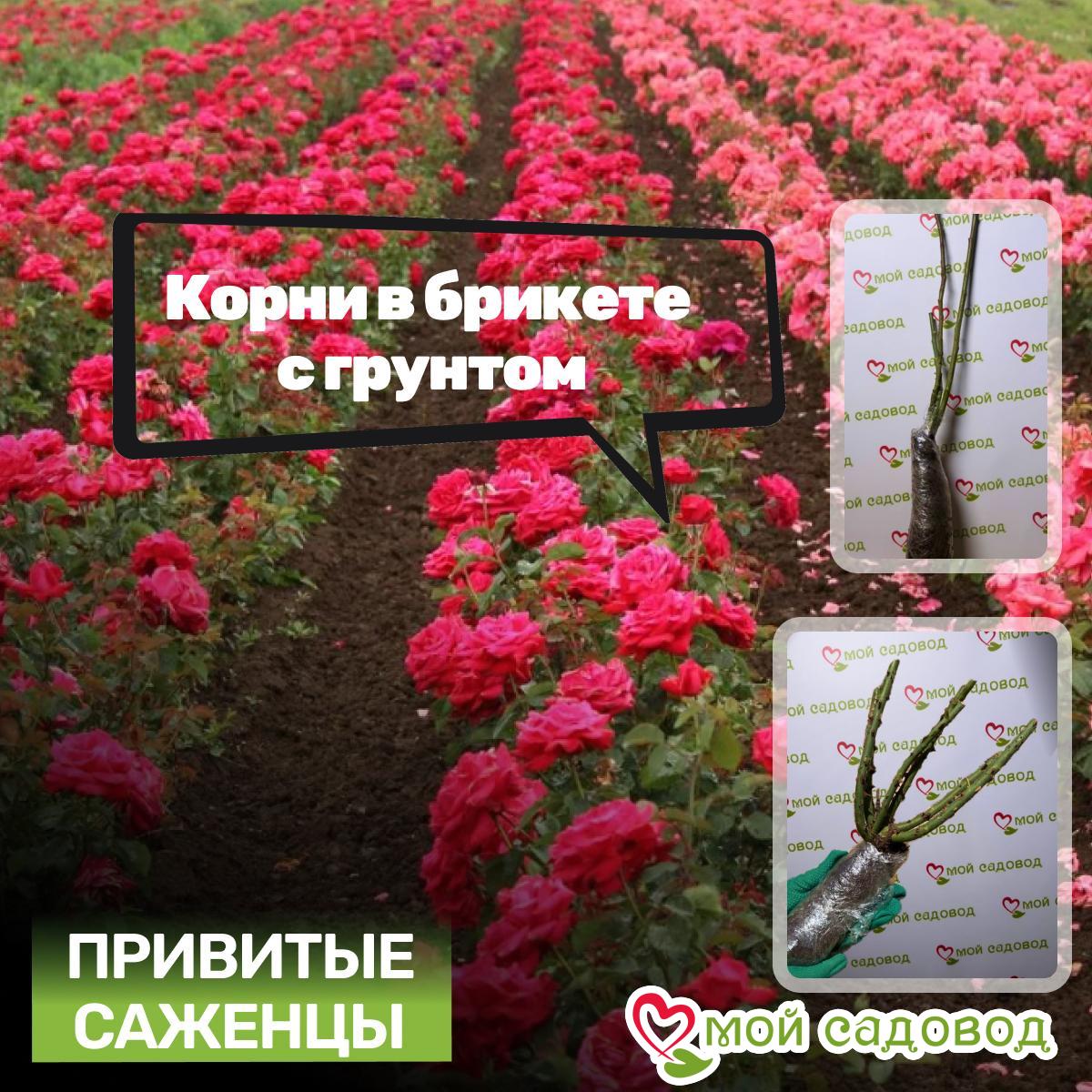 Роза плетистая Оранжевый Бриллиант